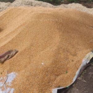 resources of Yellow Maize exporters