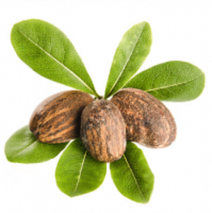 resources of Shea Nuts exporters
