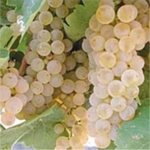 resources of White Grape Juice Concentrate exporters