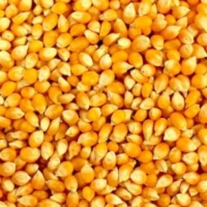 resources of Yellow Corn exporters