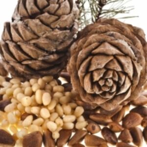 resources of Raw Pine Nuts exporters