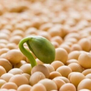 resources of Soybean exporters