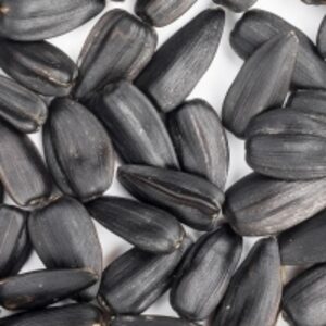 resources of High Quality Sunflower Seeds exporters