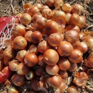 resources of Yellow Onion exporters