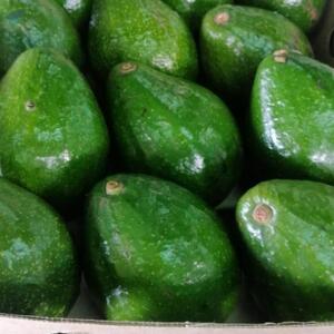 resources of Avocado exporters