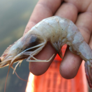 resources of White Shrimp exporters