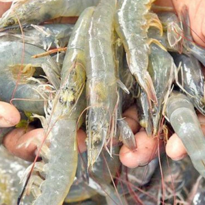resources of Vannamei Shrimp exporters