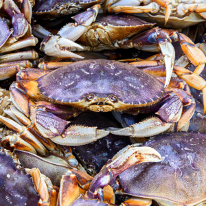 resources of Dungeness crab exporters