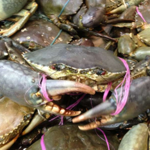 resources of Mud Crabs exporters