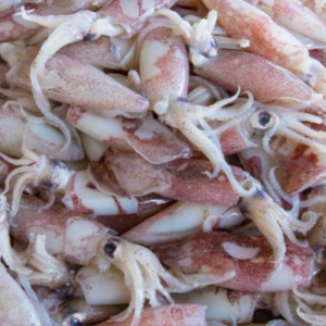 resources of Frozen Squids exporters