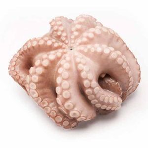 resources of Frozen Octopus exporters