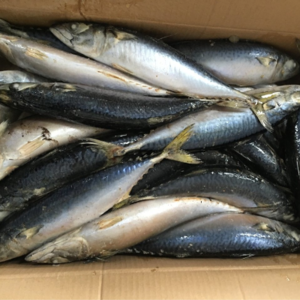 resources of Mackerel exporters
