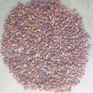 resources of Cacao exporters