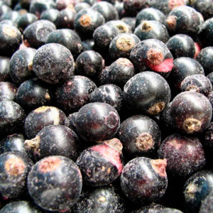 resources of Frozen blackcurrants exporters