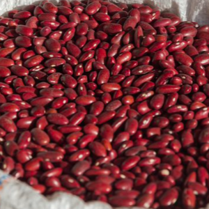 resources of KIDNEY BEANS, BLACK BEANS, BUTTER, CHICKPEAS, COCOA, BROAD, LENTILS, LIMA, MUNG, VANILLA, SOYBEANS, VIGNA, PEAS exporters