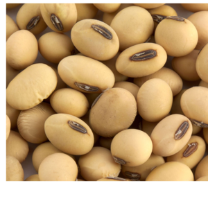 resources of SOYBEAN exporters