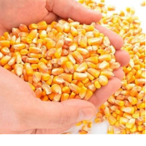 resources of YELLOW CORN NGMO exporters