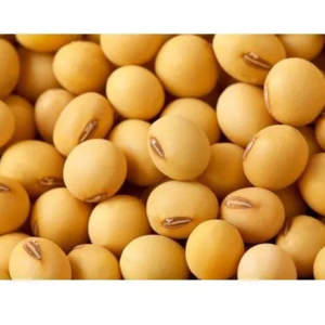 resources of SOYABEAN NON GMO exporters