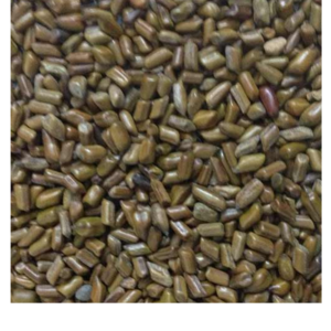 resources of Cassia Tora exporters