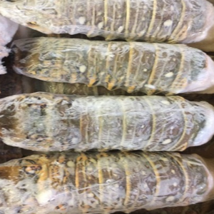 resources of Frozen Lobster / Frozen Lobster Tails / Fresh Live Lobsters exporters