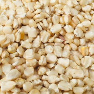 resources of Non GMO White Maize exporters
