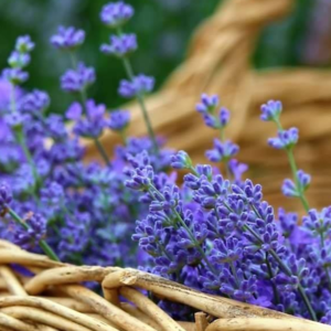 resources of Lavender essential oil exporters