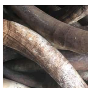 resources of COW HORN exporters