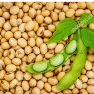 resources of Soy - Both GMO and non-GMO exporters
