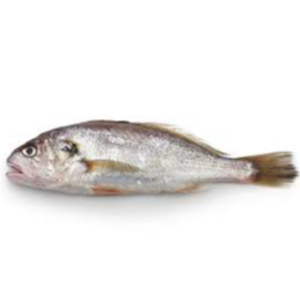 resources of Corvina exporters