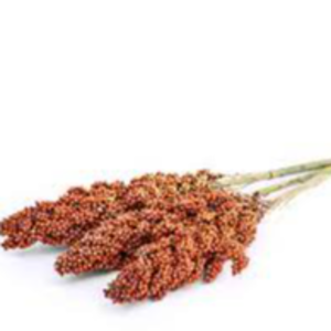 resources of MIDLAND SORGHUM BEVERAGE exporters