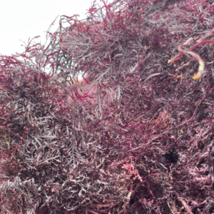 resources of Dry gelidium seaweed exporters