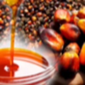 resources of RBD Palm Oil (CP8,CP10) exporters