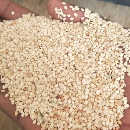 resources of seasam seeds exporters