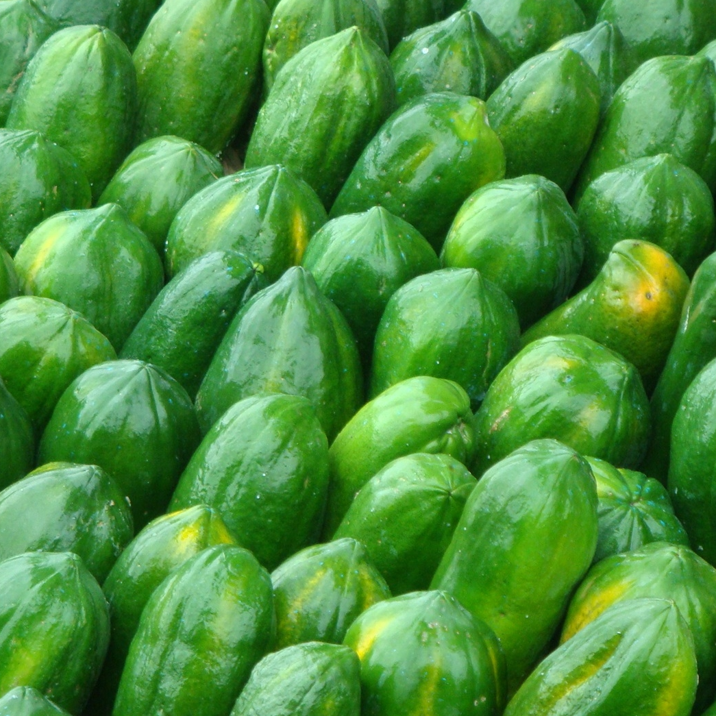 resources of Ceylon Papaya exporters