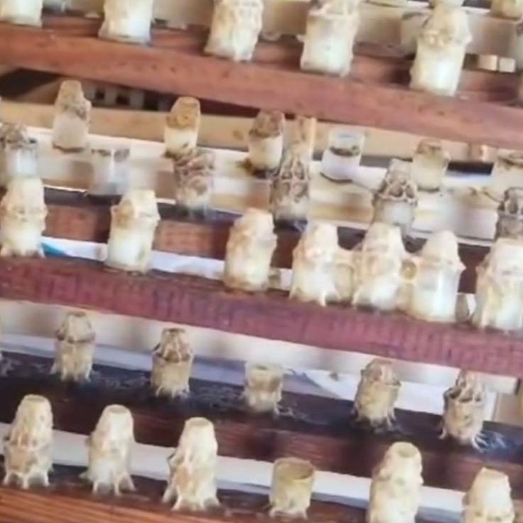 resources of NATURAL ALBANIAN ROYAL JELLY exporters