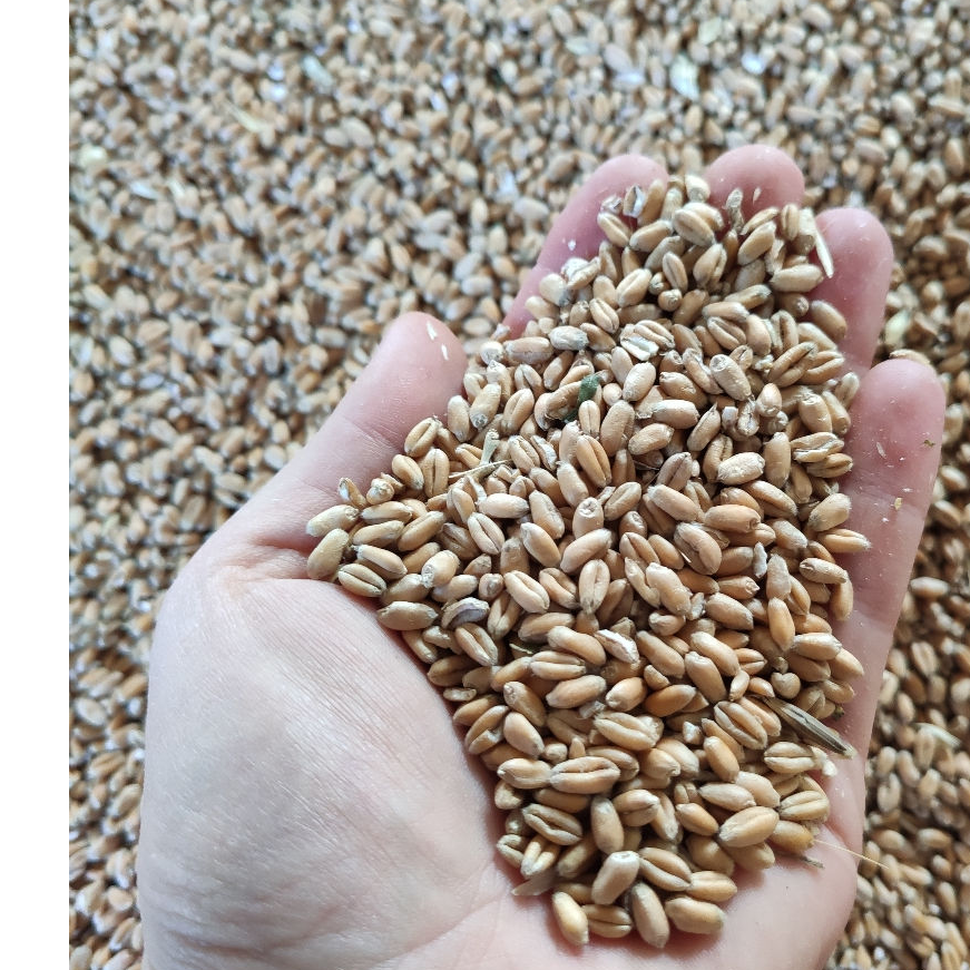 resources of Milling wheat 11,50% protein exporters