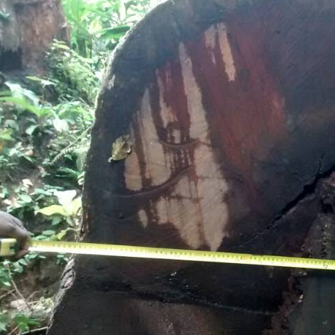 resources of Doussie, Azobe, Iroko exporters