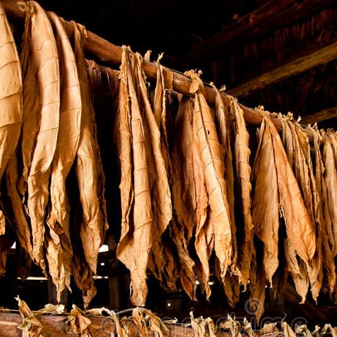 resources of Tobacco Leaf exporters