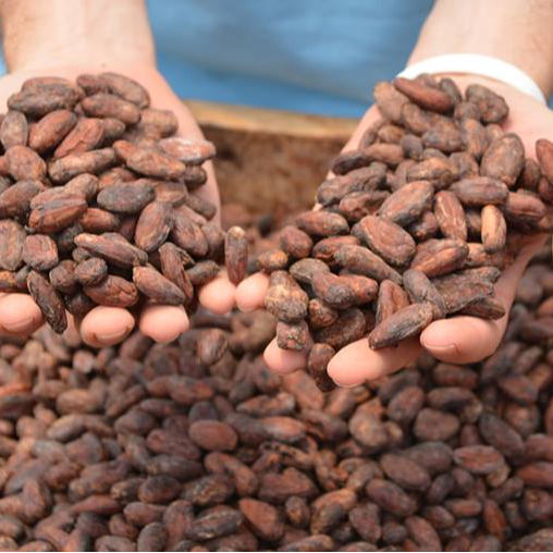 resources of COCOA exporters