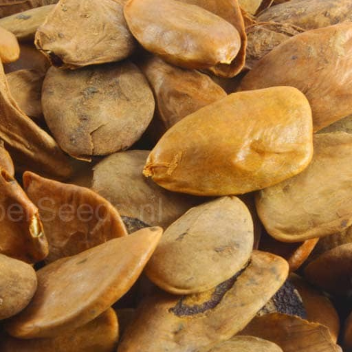 resources of Akuamma seeds exporters