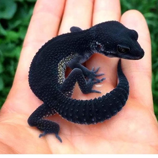 resources of black night leopard gecko exporters